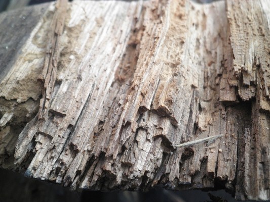 Holzzerstörende Pilze-u. Insekten an 