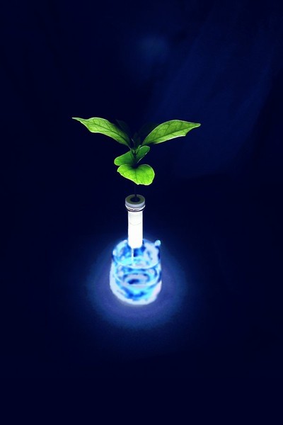 コーヒーの芽+ceraphyto+針金+水+ビー玉+グラス+遮光シート+ペンライト