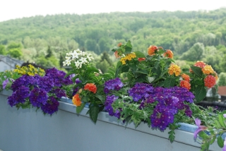 Bunt bepflanzter Balkon. - Foto: Agnes Pahler