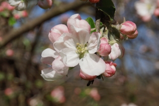 Apfelblüten. - Foto: Agnes Pahler