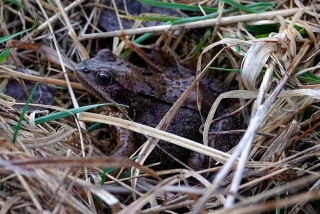 Grasfrosch im dürren Gras. - Foto: Birgit Schmidt