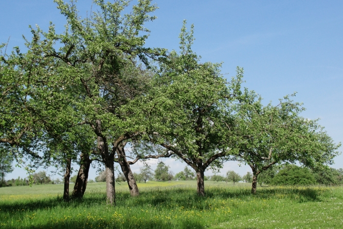 Hochstammapfelbäume über blühenden Wiesen. - Foto: Agnes Pahler