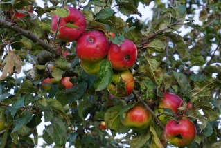 Reife Äpfel. - Foto: Andreas Pahler