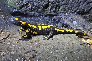 Feuersalamander. - Foto: Birgit Schmidt