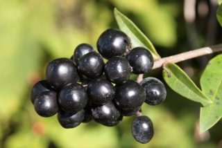 Ligusterbeeren. - Foto: Agnes Pahler