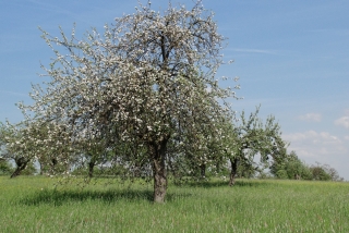 Obstbaumblüte. - Foto: Agnes Pahler