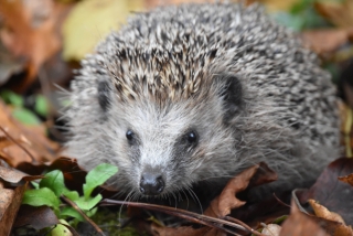 Igel im Falllaub. - Foto: Waltraud Hoyer