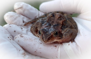 Grasfrosch. - Foto: Birgit Schmidt