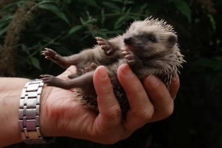 Kleiner Igel. - Foto: Agnes Pahler