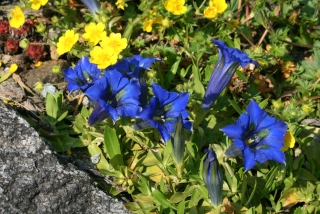 Blauer Enzian und gelbes Fingerkraut im Frühling. - Foto: A. Pahler
