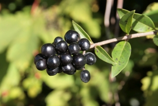 Ligusterbeeren - Foto: Agnes Pahler