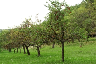 Hochsträss in Aichtal-Neuenhaus. - Foto: Agnes Pahler