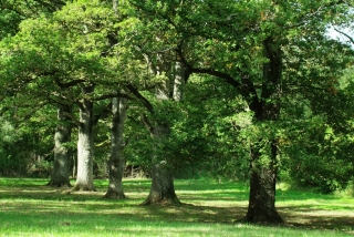 Hutewald bei Schlaitdorf. - Foto: Agnes Pahler