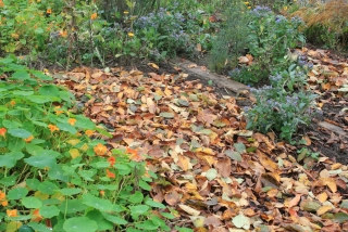 Laubdecke im Gemüsegarten. - Foto: Agnes Pahler