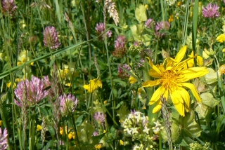 Wiesenbocksbart zwischen Rotklee und Labkraut.  - Foto: A. Pahler