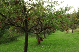 Apfelreihe vor dem Abernten. - Foto: Agnes Pahler