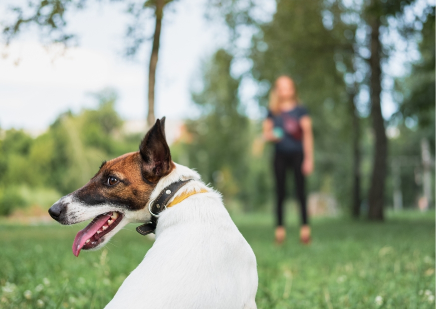 Das Trainingstempo bestimmt dein Hund