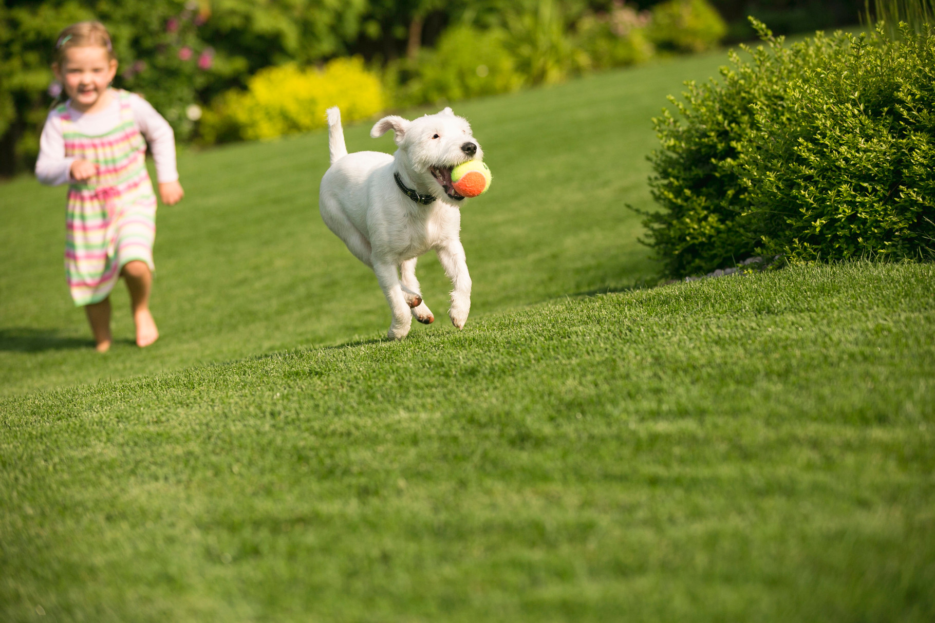 Rasen für Kind und Hund