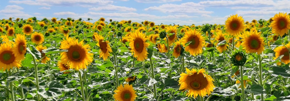 Elvira Boguth - Augenspaziergang zur Entspannung der Augen
