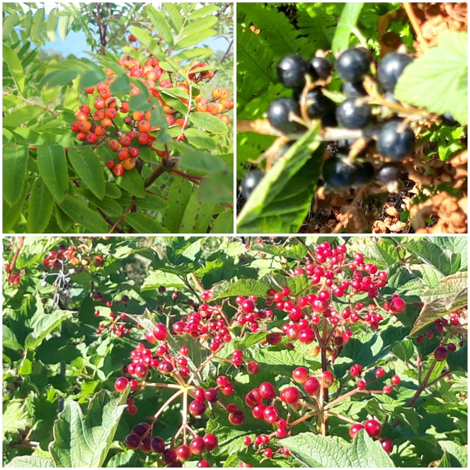 Schwarze Johannisbeeren haben wir mitgenommen.