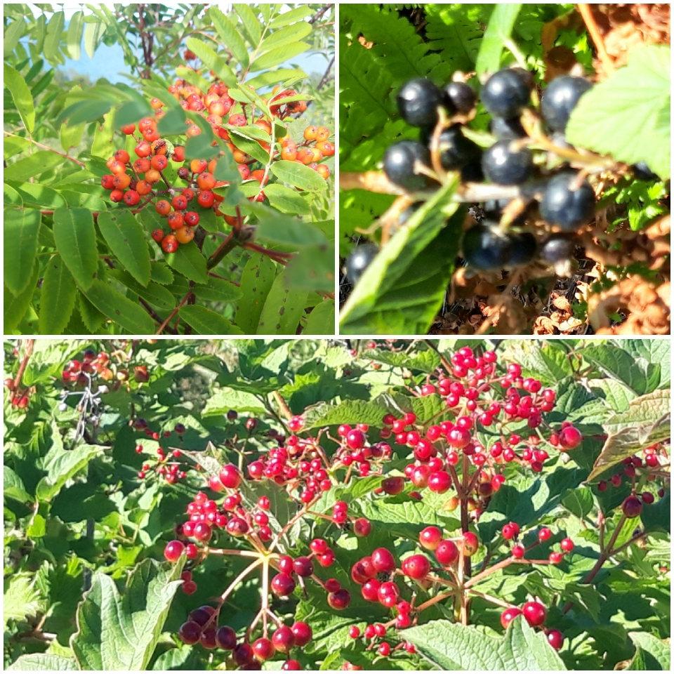 Schwarze Johannisbeeren haben wir mitgenommen. 