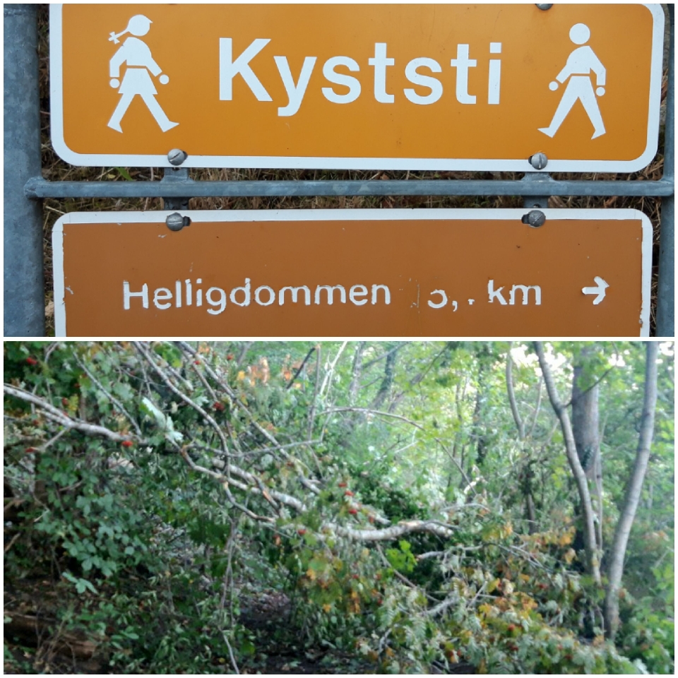 Diesmal versperren umgefallene Bäume den Weg.