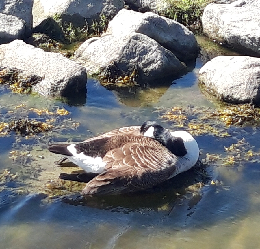 Die Gans, die gestern den Rasen gemäht hat, schläft noch