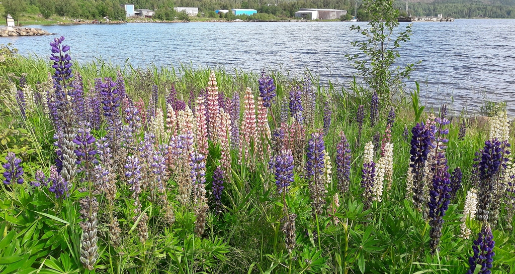 Auch in Schweden gibt es Lupinen