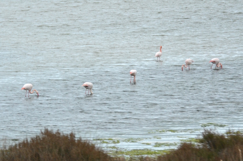 Hey - sind das Flamingos?!