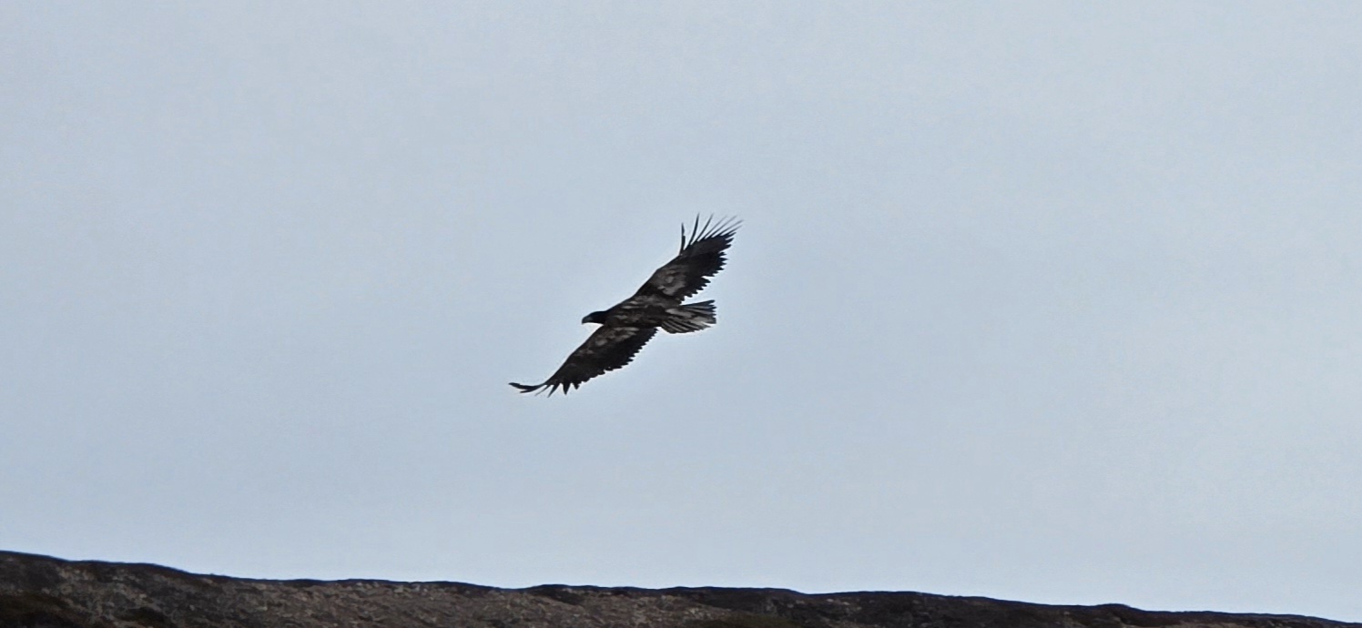 Futter für die Adler?