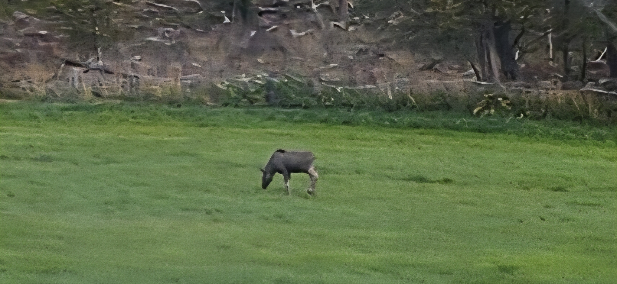 Wieder haben wieder eine Elchdame gefunden!