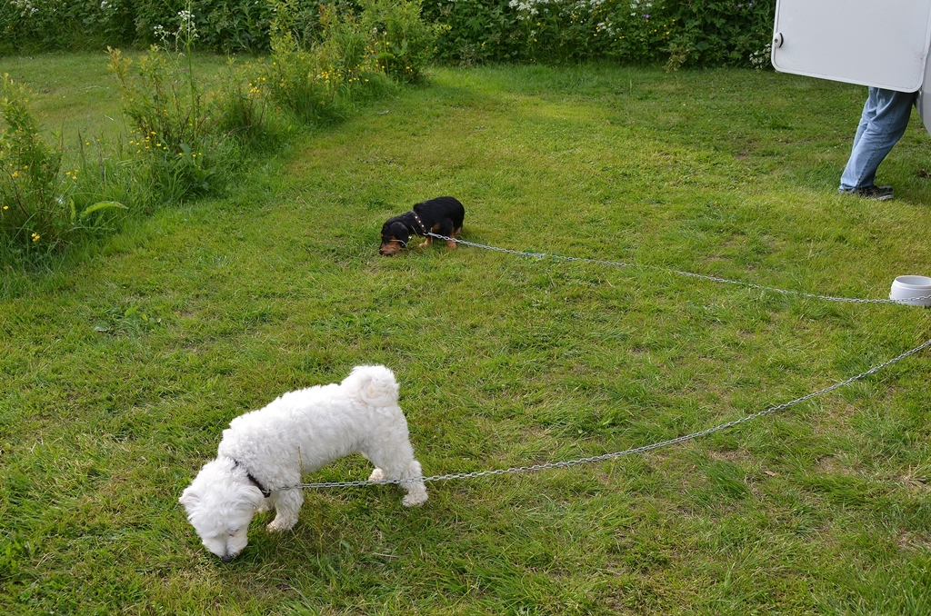 Wilson & Olly auf dem CH-Campingplatz in Schweden