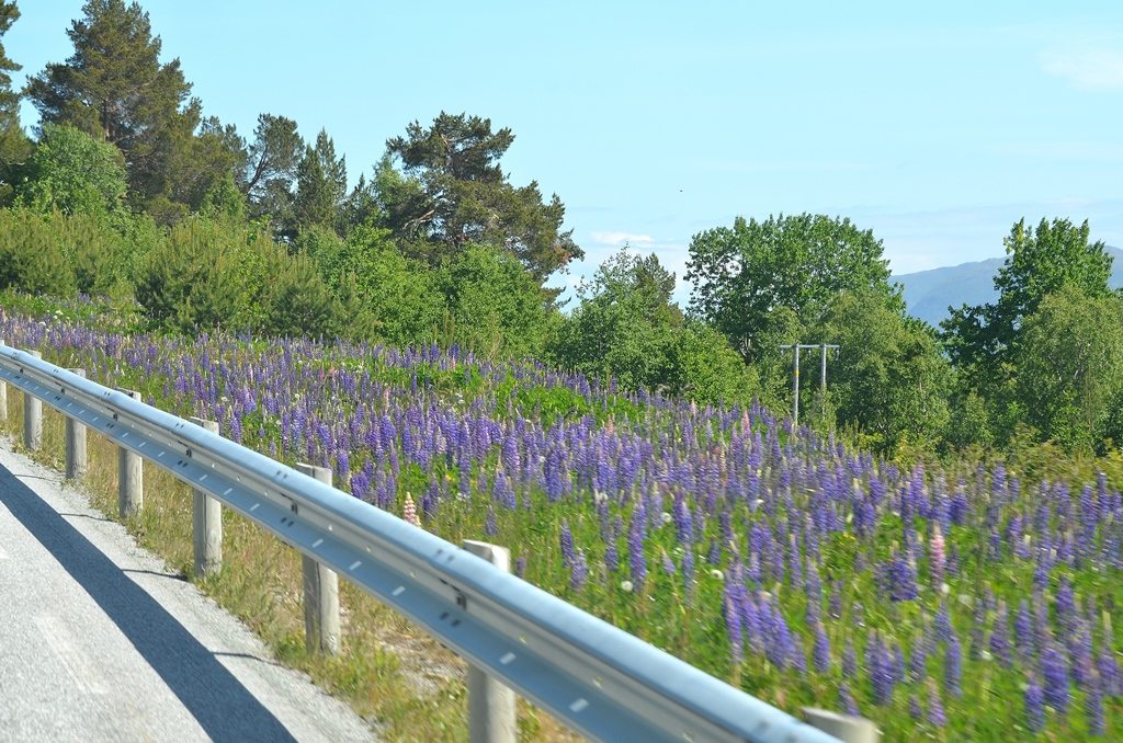 Überall am Wegrand wunderschöne Lupinen