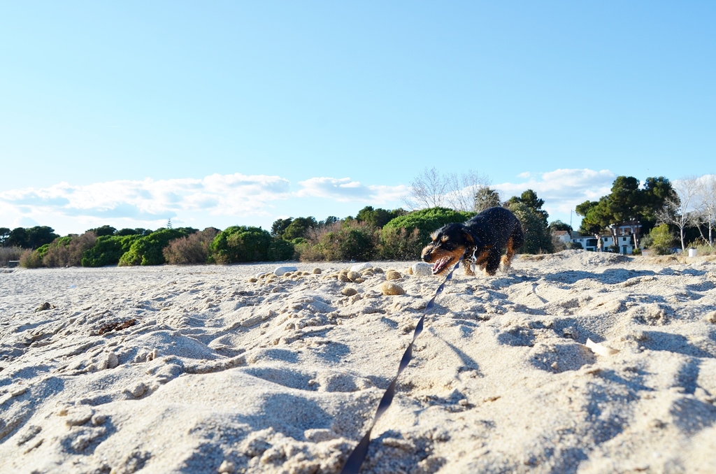 Ein Sanddackel