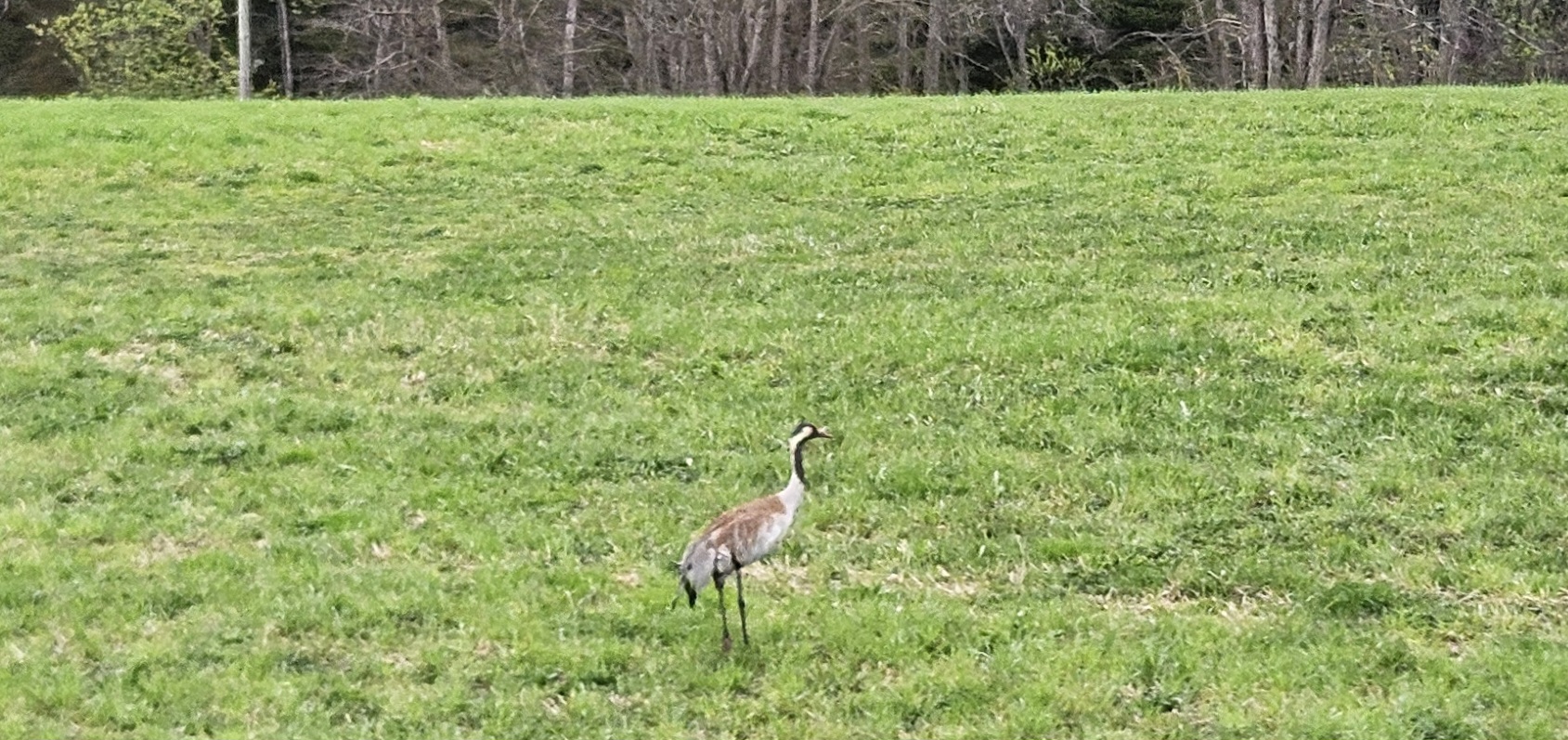 Ein Grusgrus - Kranich