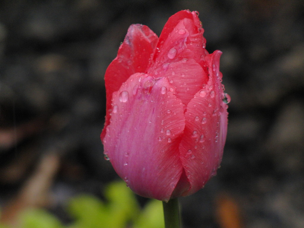 ca. 300mm, Regenwetter, Macro (ohne Blitz !)