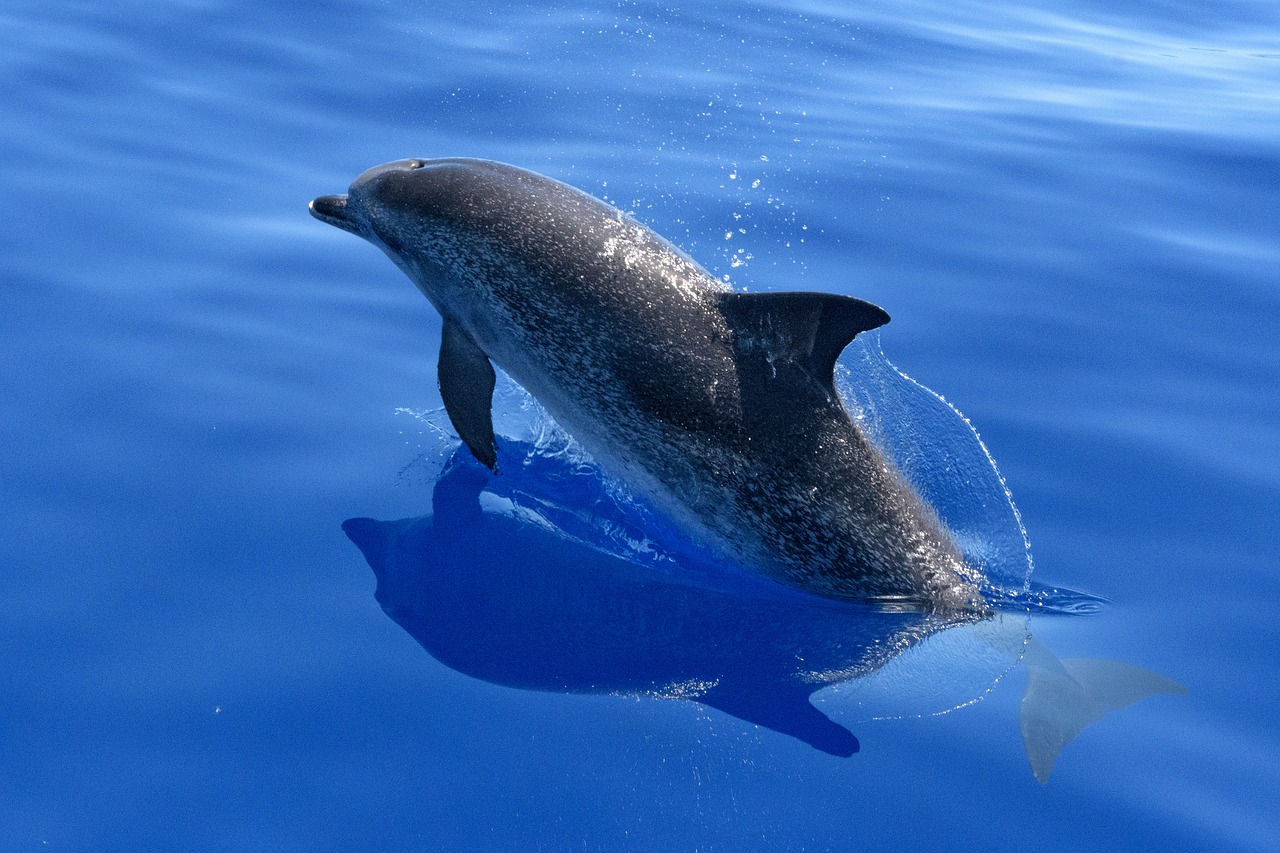 水族館イルカのお名前一覧 国内クジラ イルカ情報サイト