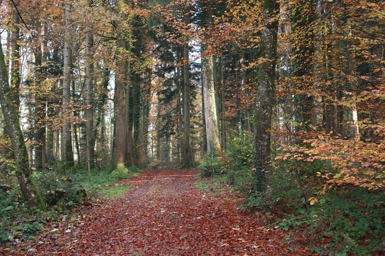 Verkehrsverein Fahrwangen - Im Flurenwald (DDT)