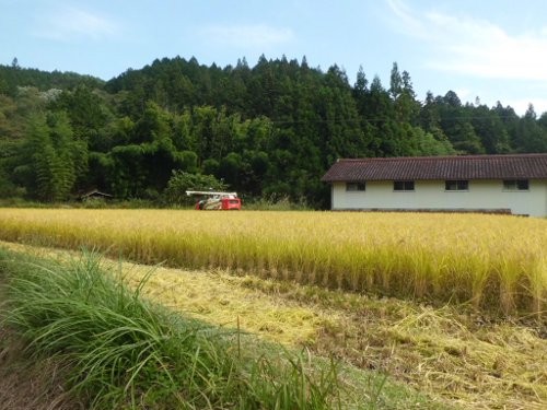 わずかな水田ですが、稲刈りしました・・