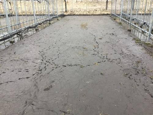 Cブロック、落水後、カラスがなにかついばんでます