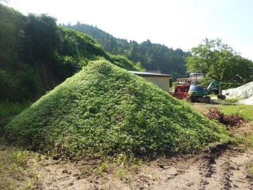 残滓の山・・・トマト生え中