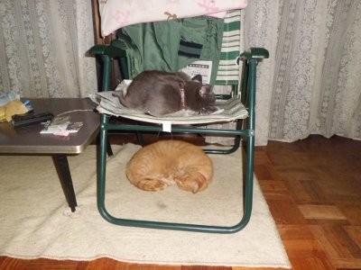 2段ベット?