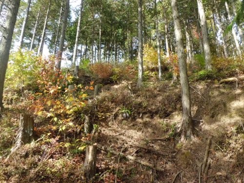 急な山道です