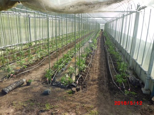 第1回目の定植スタート・・
