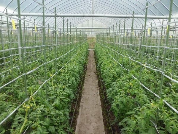5月21日頃定植のCブロック、4段開花~5段開花