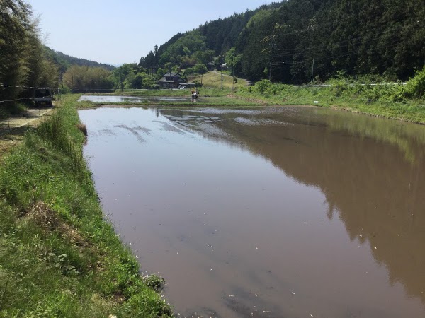 うちの水田