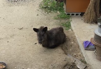 病気だと思われる、カモシカの子