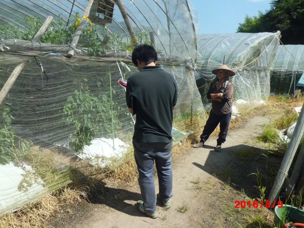 産地最高齢の84歳の現役トマト農家の佐々木さん
