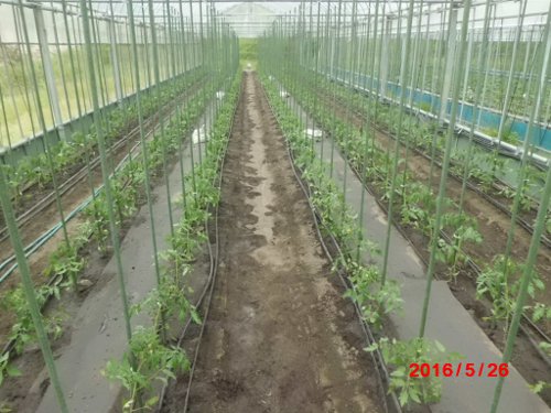 定植最終のハウス・・ああ、終わった~