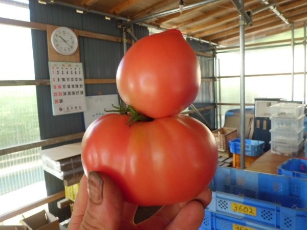 異形トマト
